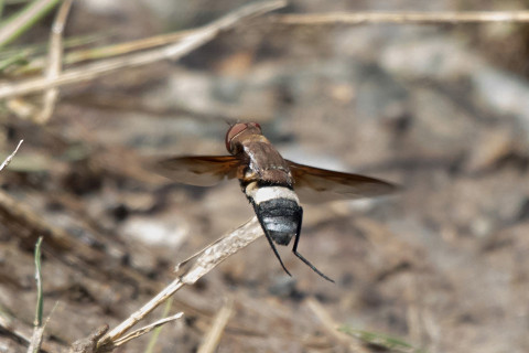 Bee-fly (Ligyra bombyliformis) (Ligyra bombyliformis)
